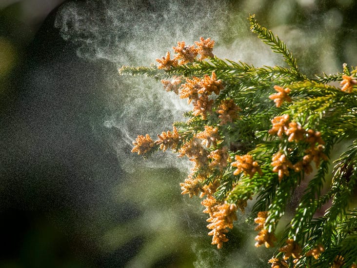 cedar tree pollen texas